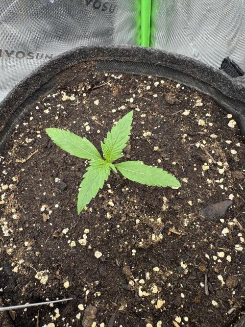 Guava Sundae Auto. Week 1