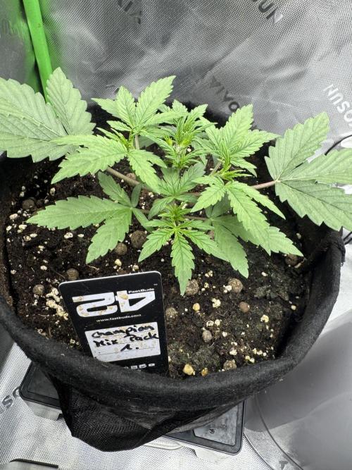 Champion Mix Pack Fastbuds. Week 2