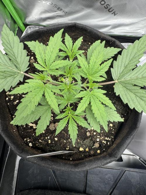 Champion Mix Pack Fastbuds. Week 2