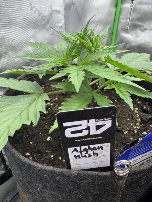 Afghan Kush. Week 2