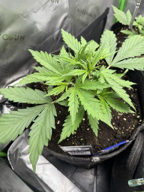 Afghan Kush. Week 2