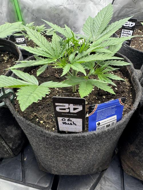 OG Kush. Week 2