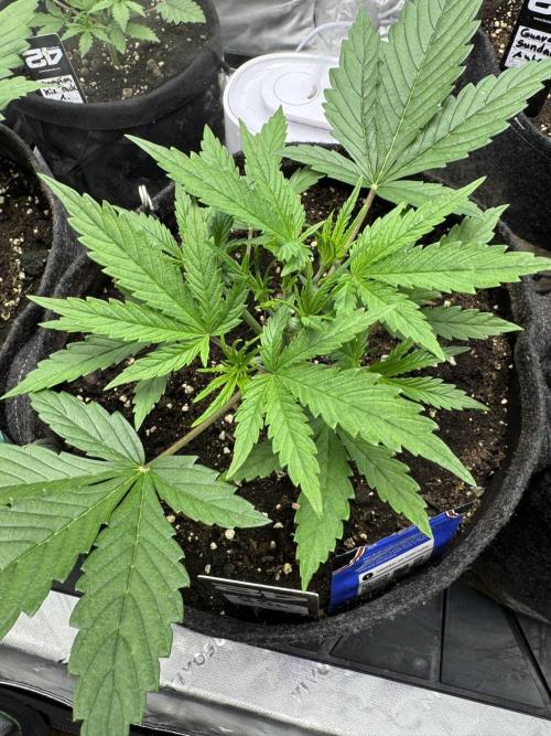 OG Kush Auto. Week 2