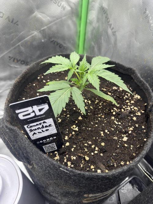 Guava Sundae Auto. Week 2