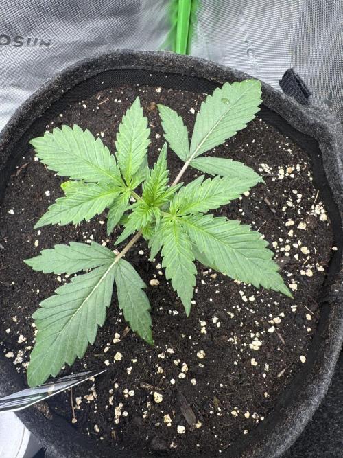 Guava Sundae Auto. Week 2