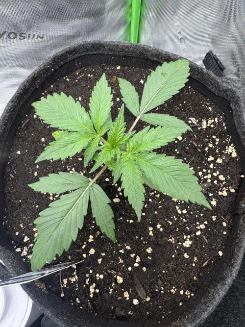Guava Sundae Auto. Week 2