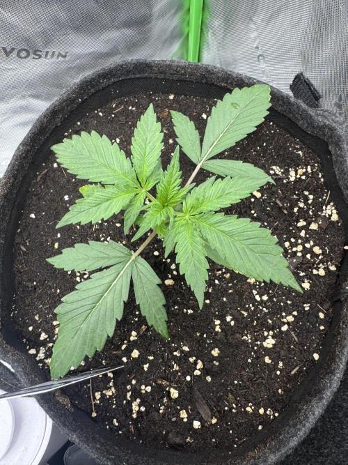 Guava Sundae Auto. Week 2