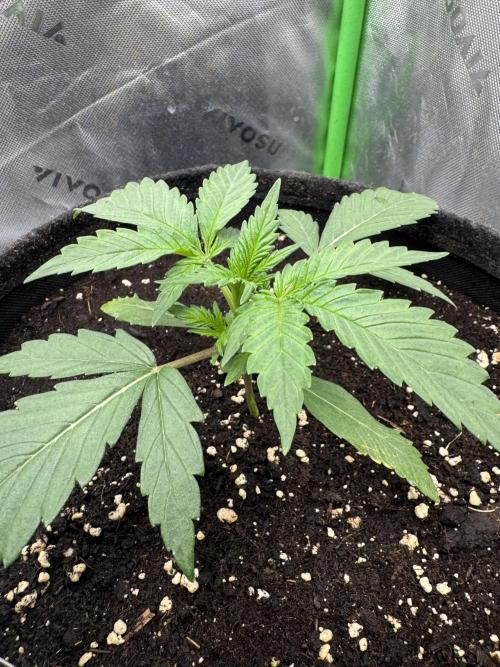 Guava Sundae Auto. Week 2