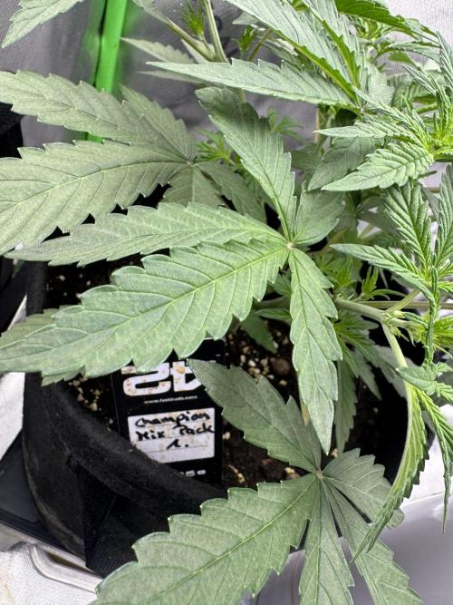 Champion Mix Pack Fastbuds. Week 3