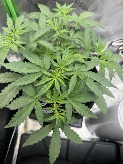Champion Mix Pack Fastbuds. Week 3