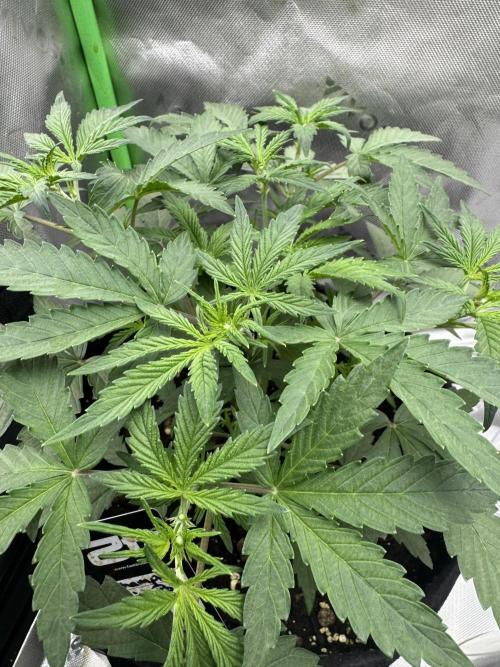 Champion Mix Pack Fastbuds. Week 3