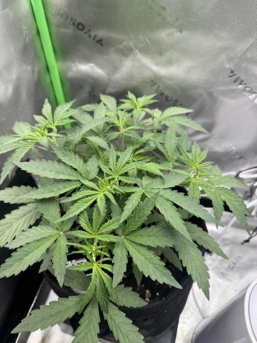 Champion Mix Pack Fastbuds. Week 3