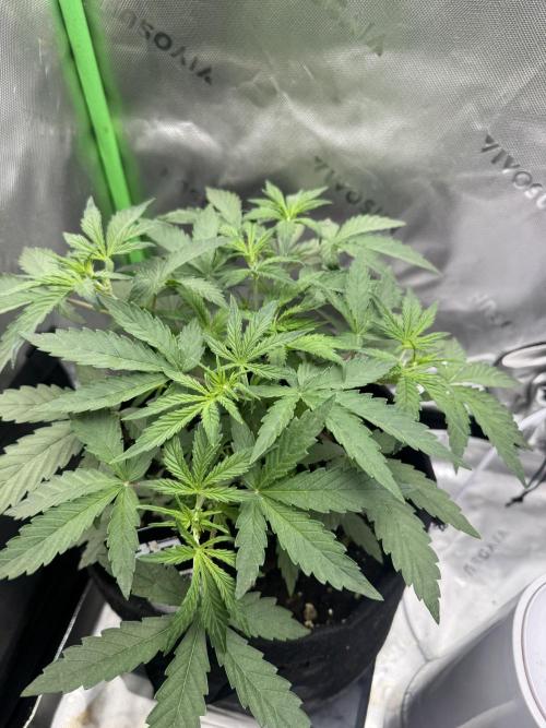 Champion Mix Pack Fastbuds. Week 3