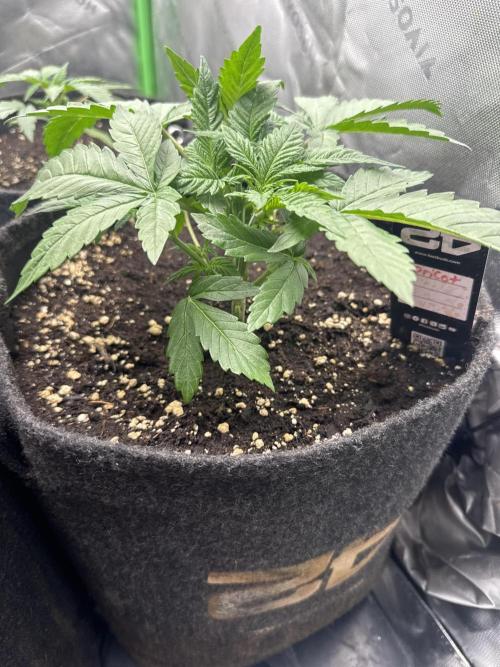 Apricot. Week 3
