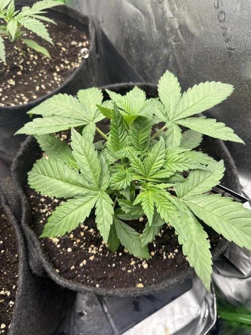 Apricot. Week 3