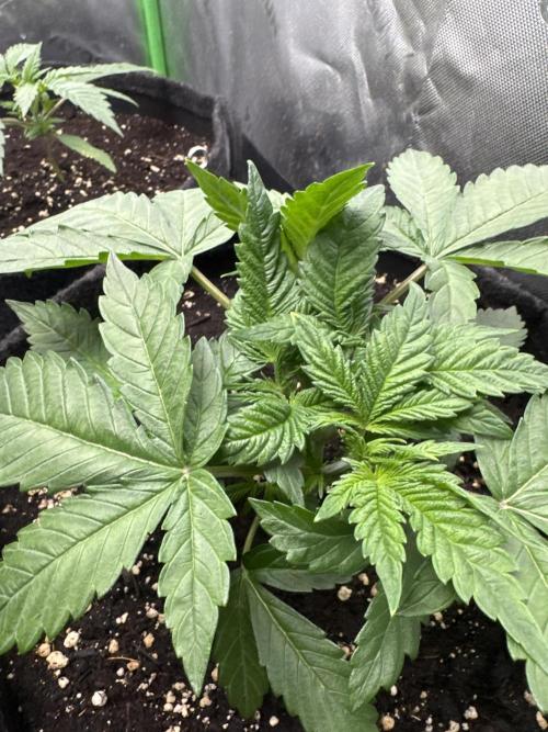 Apricot. Week 3