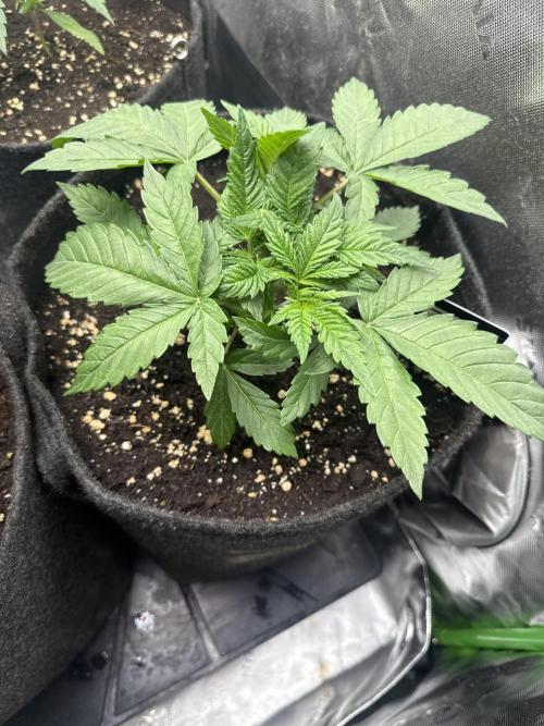 Apricot Auto. Week 3