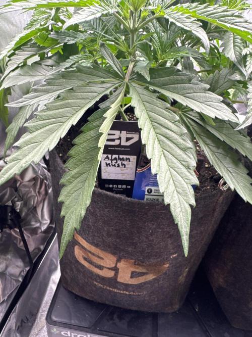 Afghan Kush. Week 3