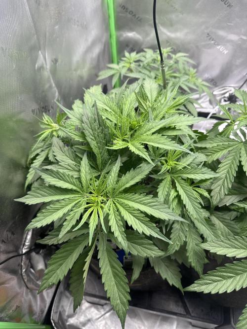 Afghan Kush. Week 3