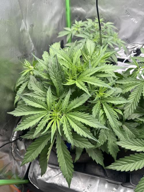 Afghan Kush. Week 3