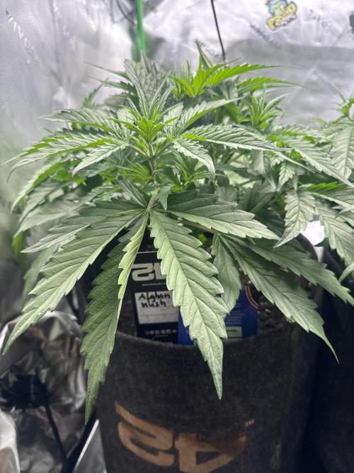 Afghan Kush Auto. Week 3