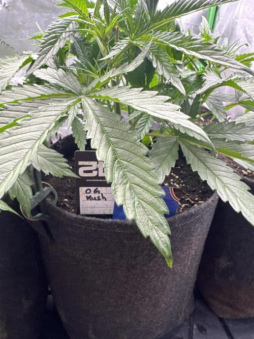 OG Kush. Week 3