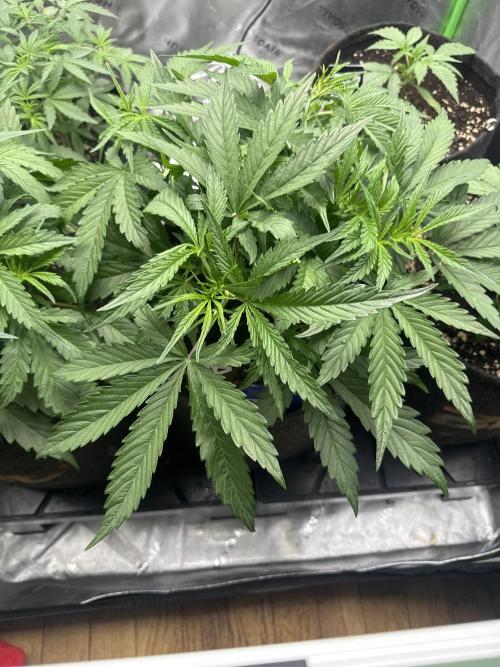 OG Kush. Week 3
