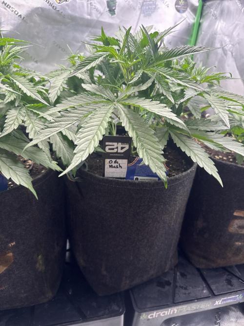 OG Kush. Week 3