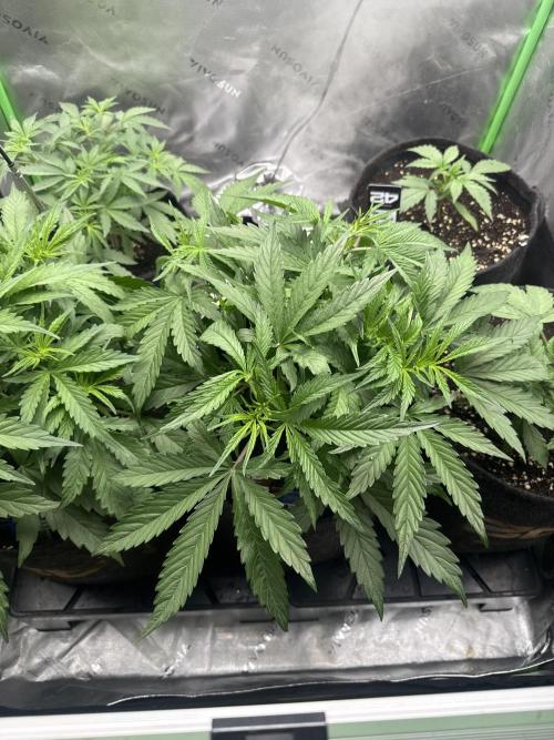 OG Kush Auto. Week 3