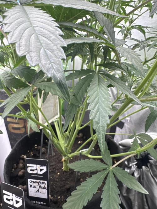 Champion Mix Pack Fastbuds. Week 4