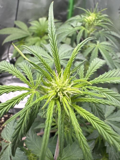 Champion Mix Pack Fastbuds. Week 4