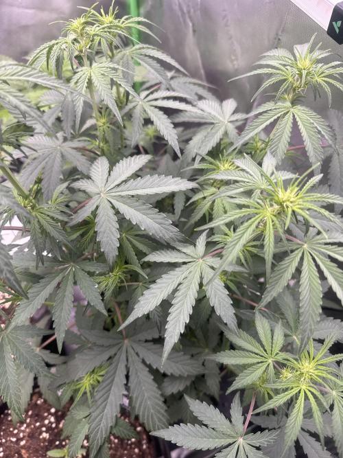 Champion Mix Pack Fastbuds. Week 4