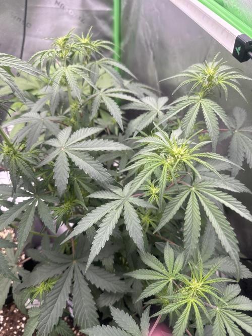 Champion Mix Pack Fastbuds. Week 4