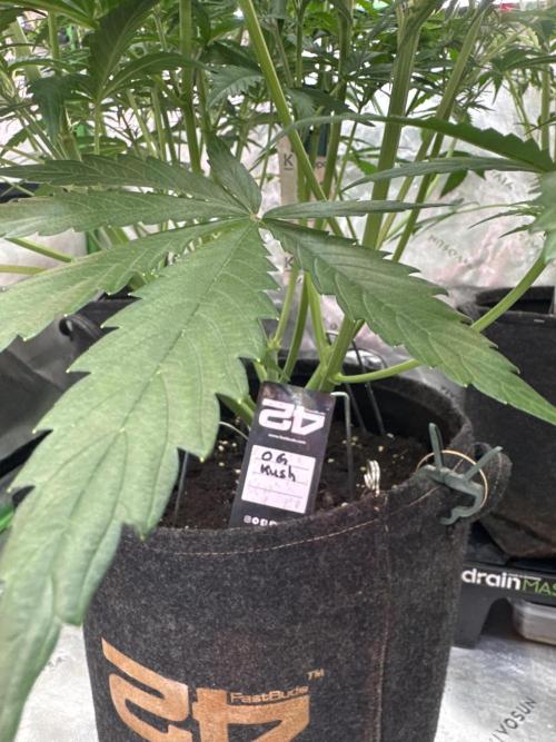 OG Kush. Week 4