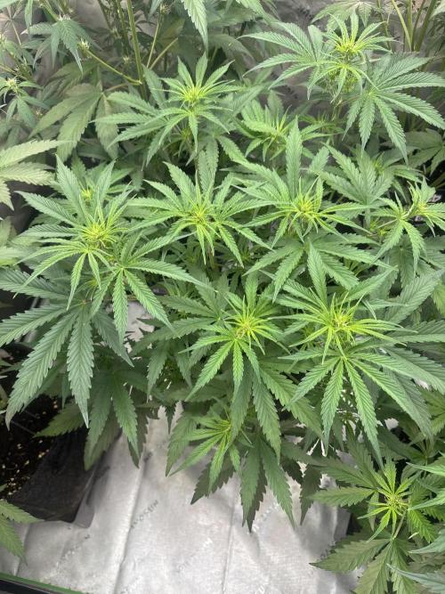 OG Kush. Week 4