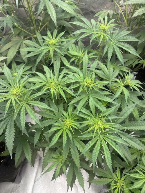 OG Kush. Week 4