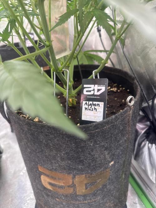 Afghan Kush. Week 4