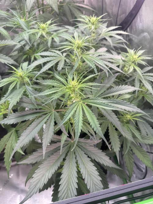 Afghan Kush. Week 4