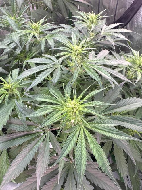 Afghan Kush. Week 4
