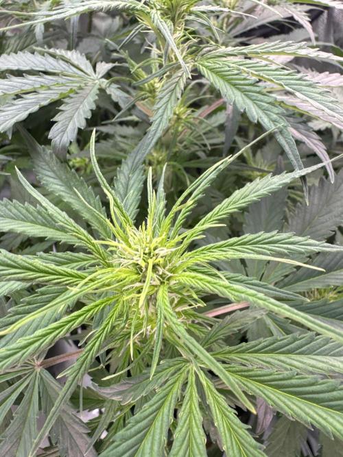 Afghan Kush Auto. Week 4