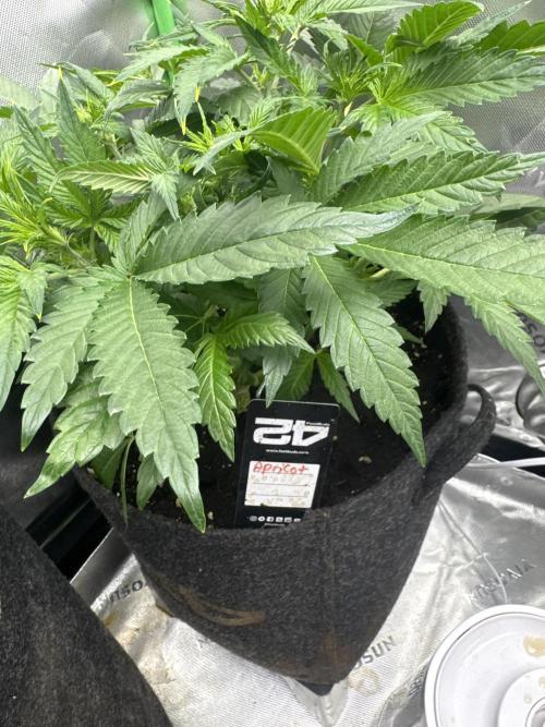Apricot. Week 4