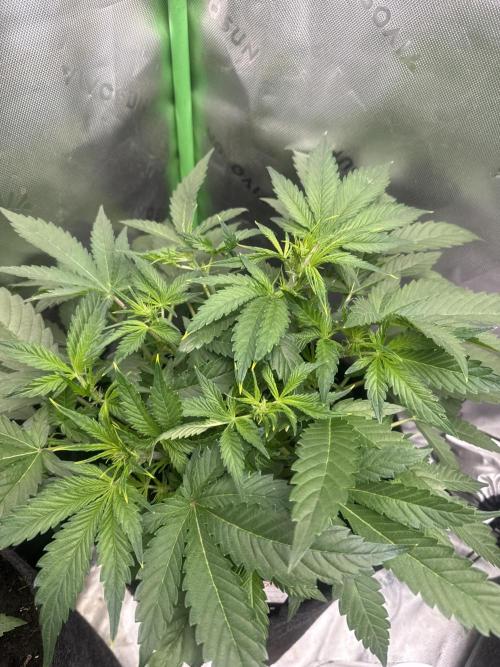Apricot. Week 4