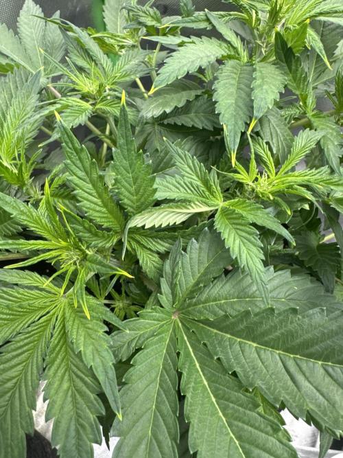 Apricot Auto. Week 4