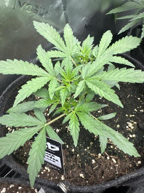 Guava Sundae Auto. Week 3
