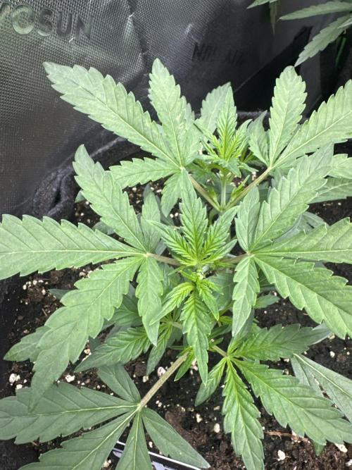 Guava Sundae Auto. Week 3