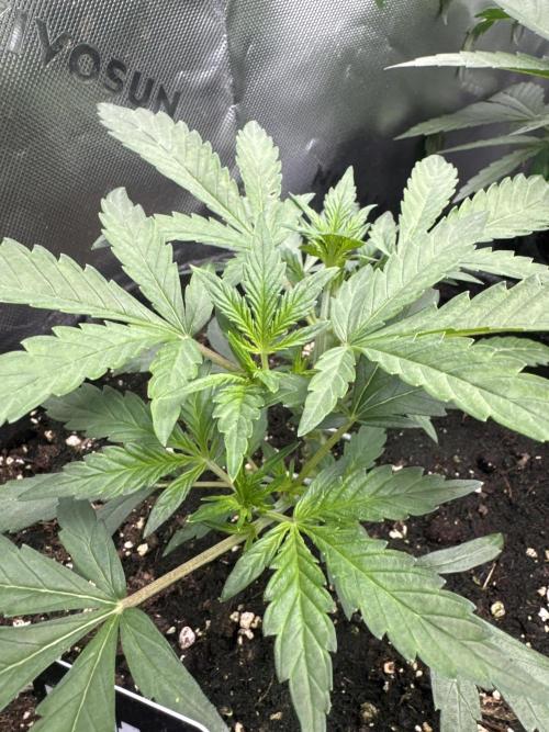 Guava Sundae Auto. Week 3