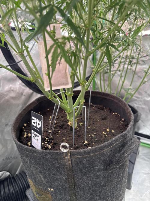 Afghan Kush. Week 5