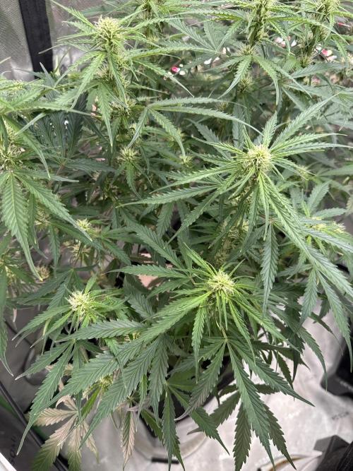 Afghan Kush. Week 5