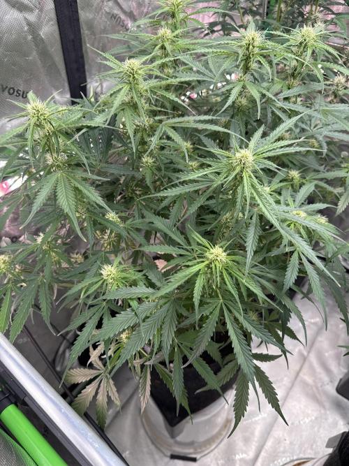 Afghan Kush. Week 5