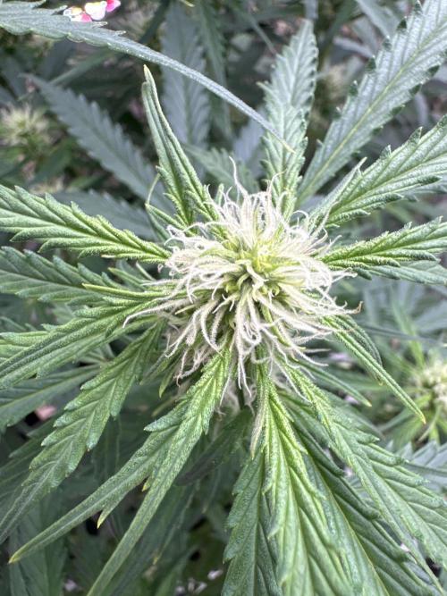 Afghan Kush. Week 5